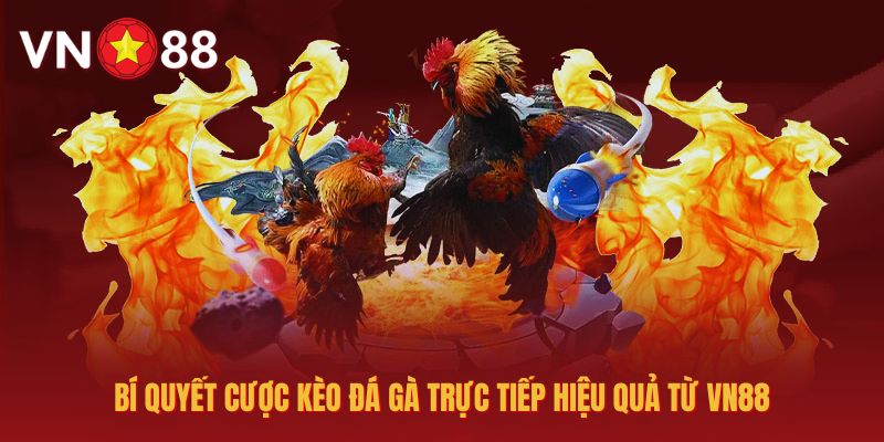 Chia sẻ kinh nghiệm cược kèo đá gà trực tiếp hiệu quả từ VN88